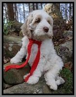 Paris Bronson pups 8 wks old111