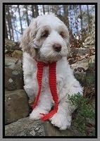 Paris Bronson pups 8 wks old121