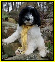 Harding family:  Mulligan "Mullie"   8 wk weight: 10 lbs 1 oz