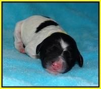 Paris Bronson Newborn 181