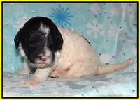 Paris Bronson pups 2 wks old 131