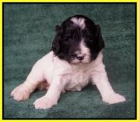 Paris Bronson pups 3 weeks old 131