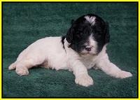 Paris Bronson pups 3 weeks old 141