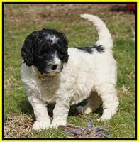 Paris Bronson pups 5 wks old 351