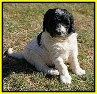 Paris Bronson pups 5 wks old 371