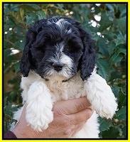 Paris Bronson pups 6 wks old 161