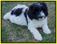 Paris Bronson pups 7 wks old 261