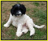 Paris Bronson pups 7 wks old 281