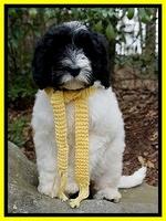 Paris Bronson pups 8 wks old 10200