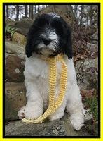 Paris Bronson pups 8 wks old 13200