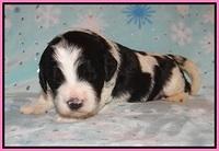 Paris Bronson pups 2 wks old 11