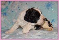 Paris Bronson pups 2 wks old 21