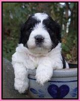 Paris Bronson pups 4 wks old21