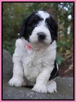 Paris Bronson pups 4 wks old31