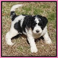 Paris Bronson pups 5 wks old 11