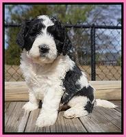 Paris Bronson pups 5 wks old 31