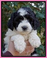 Paris Bronson pups 6 wks old 11