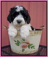 Paris Bronson pups 6 wks old 21