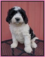 Paris Bronson pups 6 wks old 31