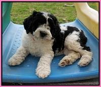 Paris Bronson pups 7 wks old 81