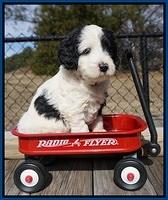 Paris Bronson pups 5 wks old 101