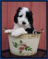 Paris Bronson pups 6 wks old 61