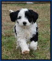 Paris Bronson pups 7 wks old 31