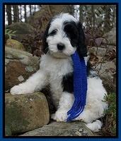 Paris Bronson pups 8 wks old 7200
