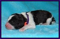 Paris Bronson Newborn 101