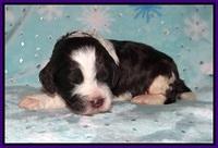 Paris Bronson pups 2 wks old 51