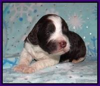 Paris Bronson pups 2 wks old 61