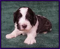 Paris Bronson pups 3 weeks old 41
