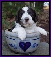 Paris Bronson pups 4 wks old71
