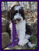 Paris Bronson pups 8 wks old41