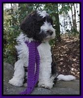 Paris Bronson pups 8 wks old51