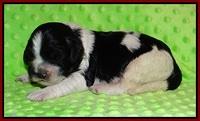 Paris Bronson pups 1 wk old 81