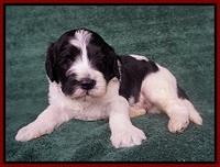 Paris Bronson pups 3 weeks old 91