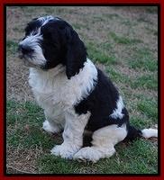 Paris Bronson pups 7 wks old 301