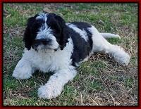 Paris Bronson pups 7 wks old 311