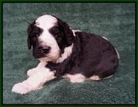Paris Bronson pups 3 weeks old 111