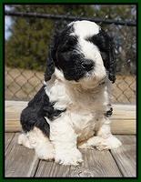 Paris Bronson pups 5 wks old 281