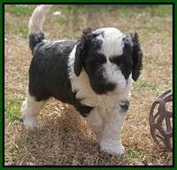 Paris Bronson pups 5 wks old 291