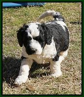 Paris Bronson pups 5 wks old 311