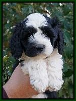Paris Bronson pups 6 wks old 131