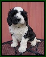 Paris Bronson pups 6 wks old 141