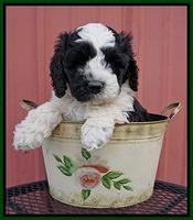 Paris Bronson pups 6 wks old 151