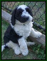 Paris Bronson pups 7 wks old 121