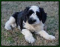 Paris Bronson pups 7 wks old 131