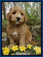 Zetterberg family: Fitz:  8 week old wt: 9 lb 4 1/2 oz