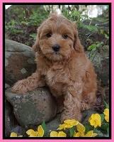 Urosky family: Canyon 8 week old wt: 6 lb  0  oz